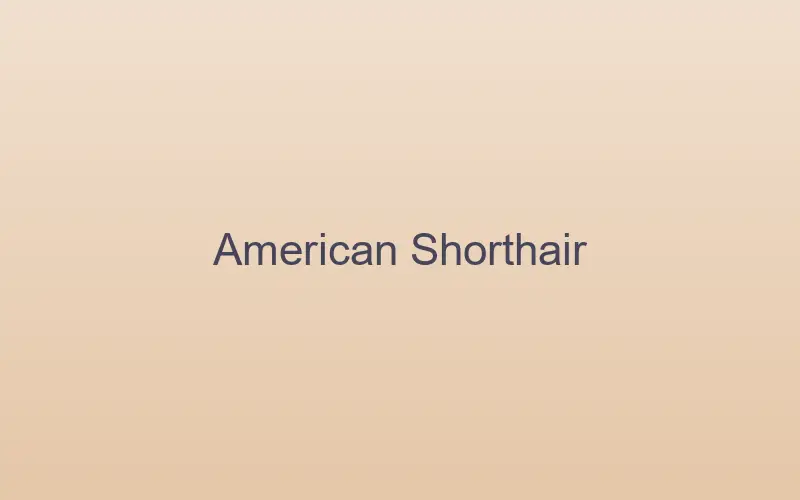 American Shorthair cat relaxing indoors