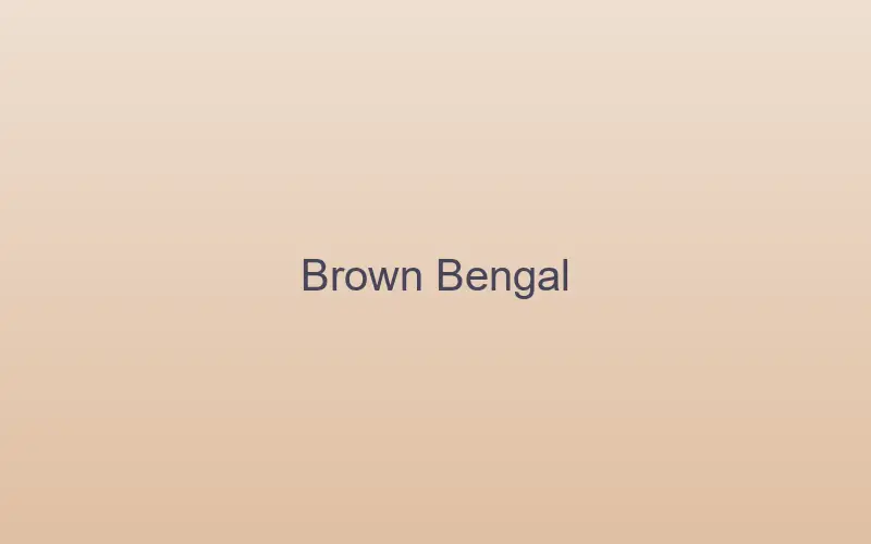 Brown rosetted Bengal cat with a warm golden-tan coat
