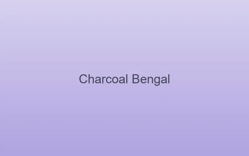 Charcoal Bengal cat with a dark, nearly black coat