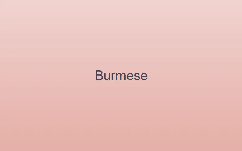 Burmese cat at home indoors