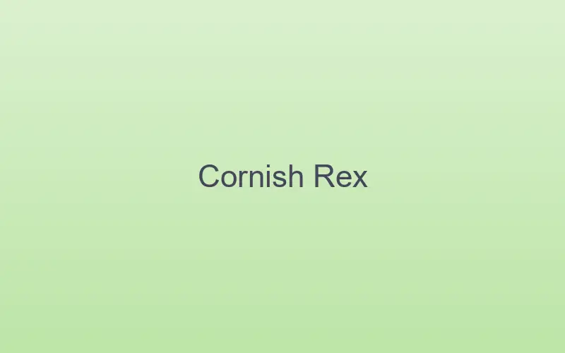 Cornish Rex cat at home indoors