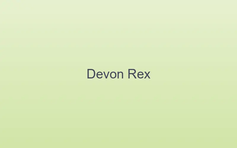 Devon Rex cat at home indoors