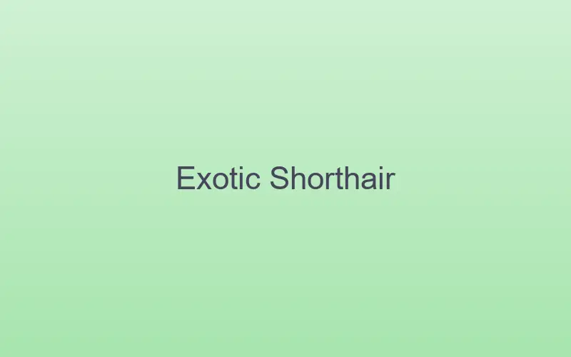 Exotic Shorthair cat relaxing indoors