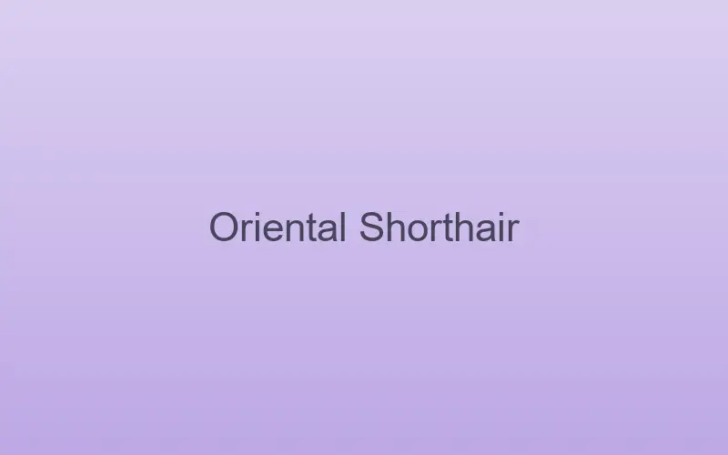 Oriental Shorthair cat at home indoors