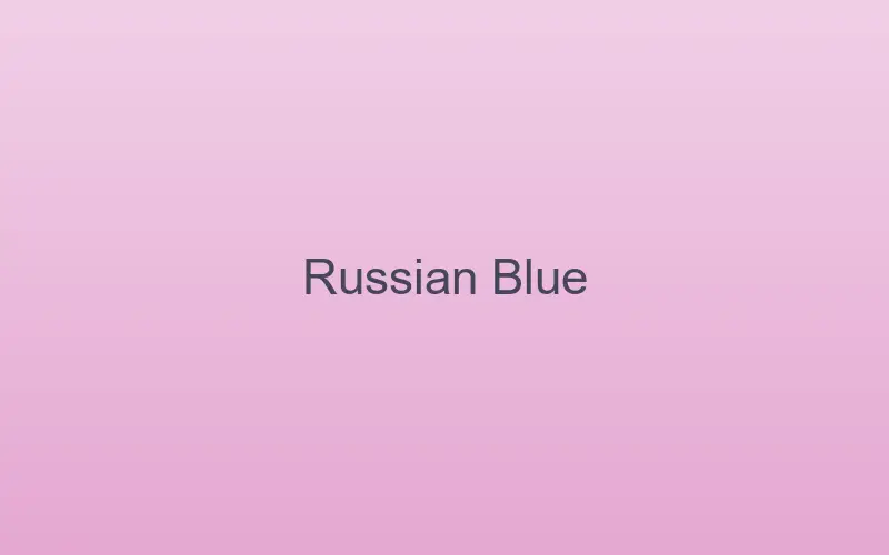 Russian Blue cat at home indoors