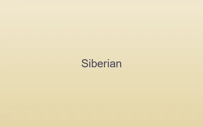 Siberian cat at home indoors